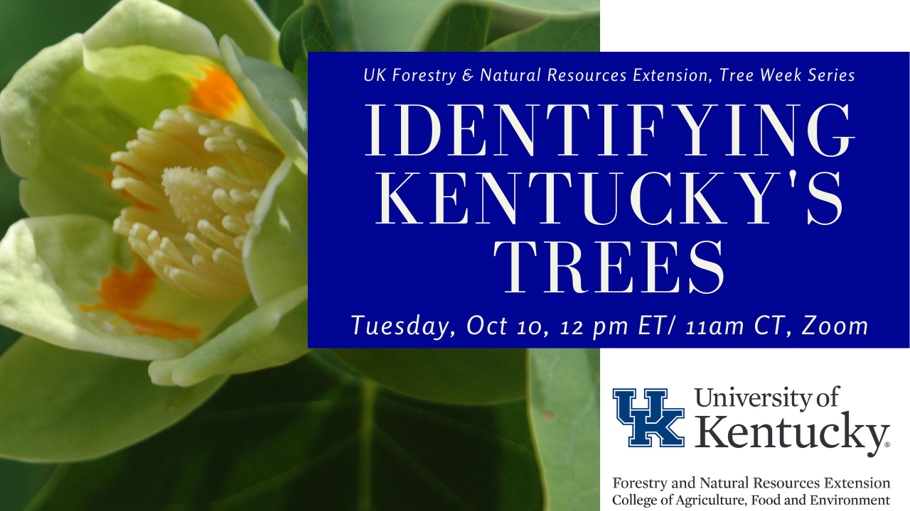 identifying kentuckys trees