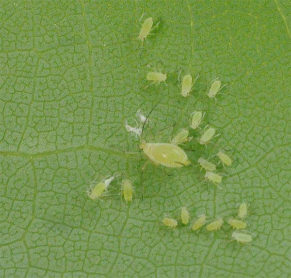 Aphid colony; a large female with her offspring
