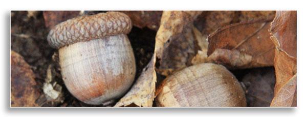 Red oak acorns - modified with crop