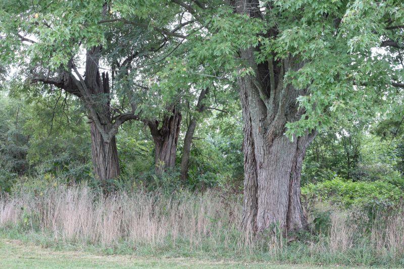 trees returning to bluegrass 