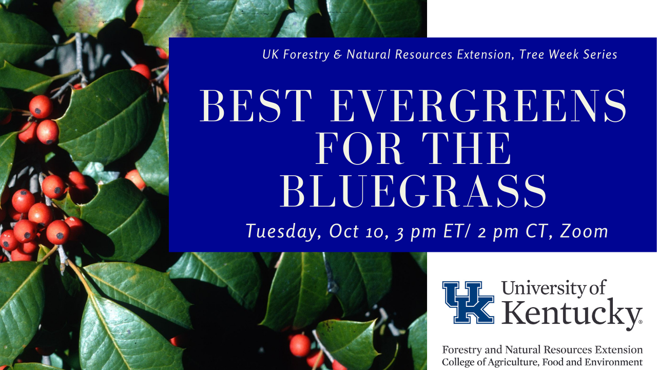 best evergreens for bluegrass