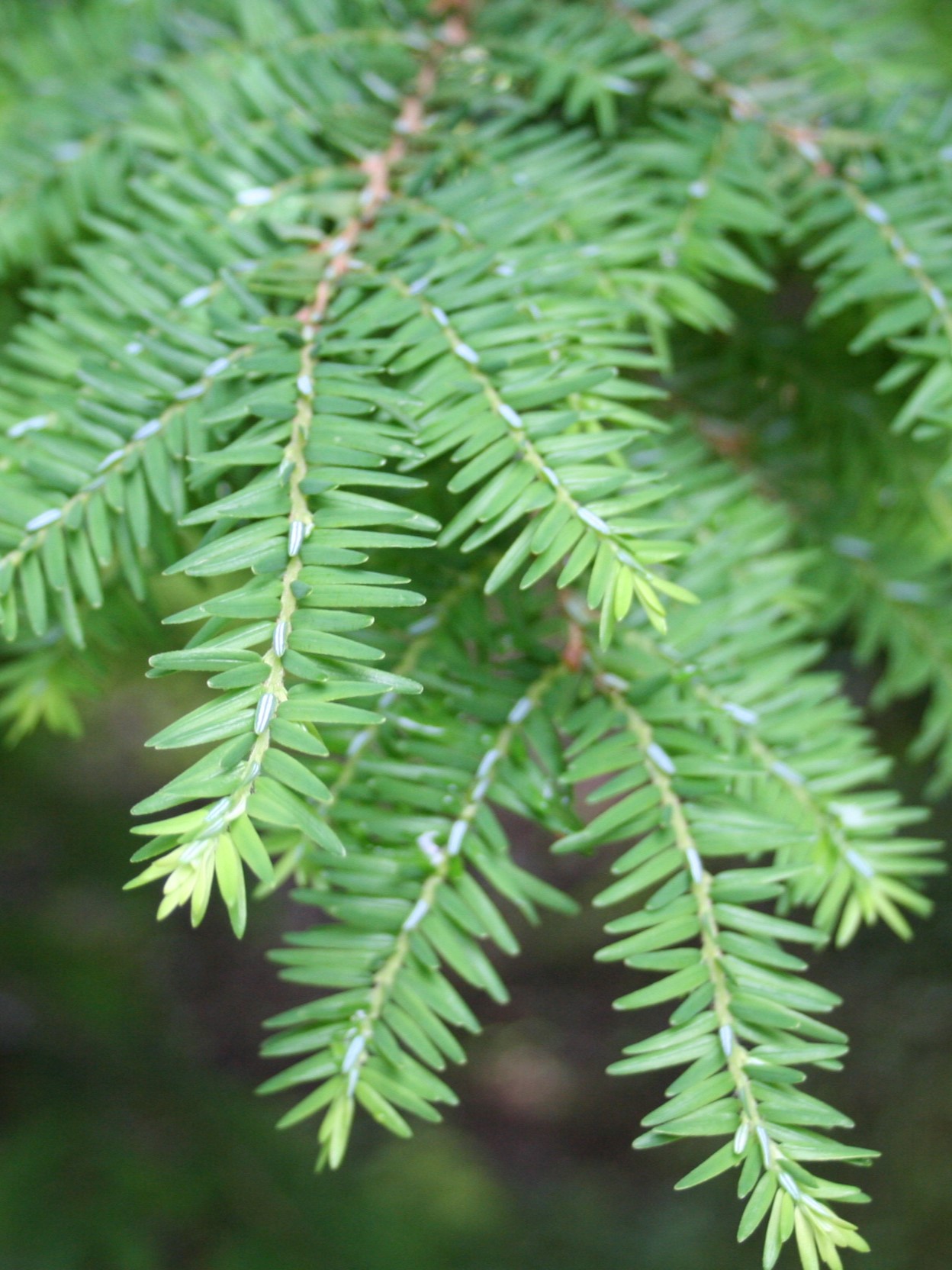 Hemlock limb