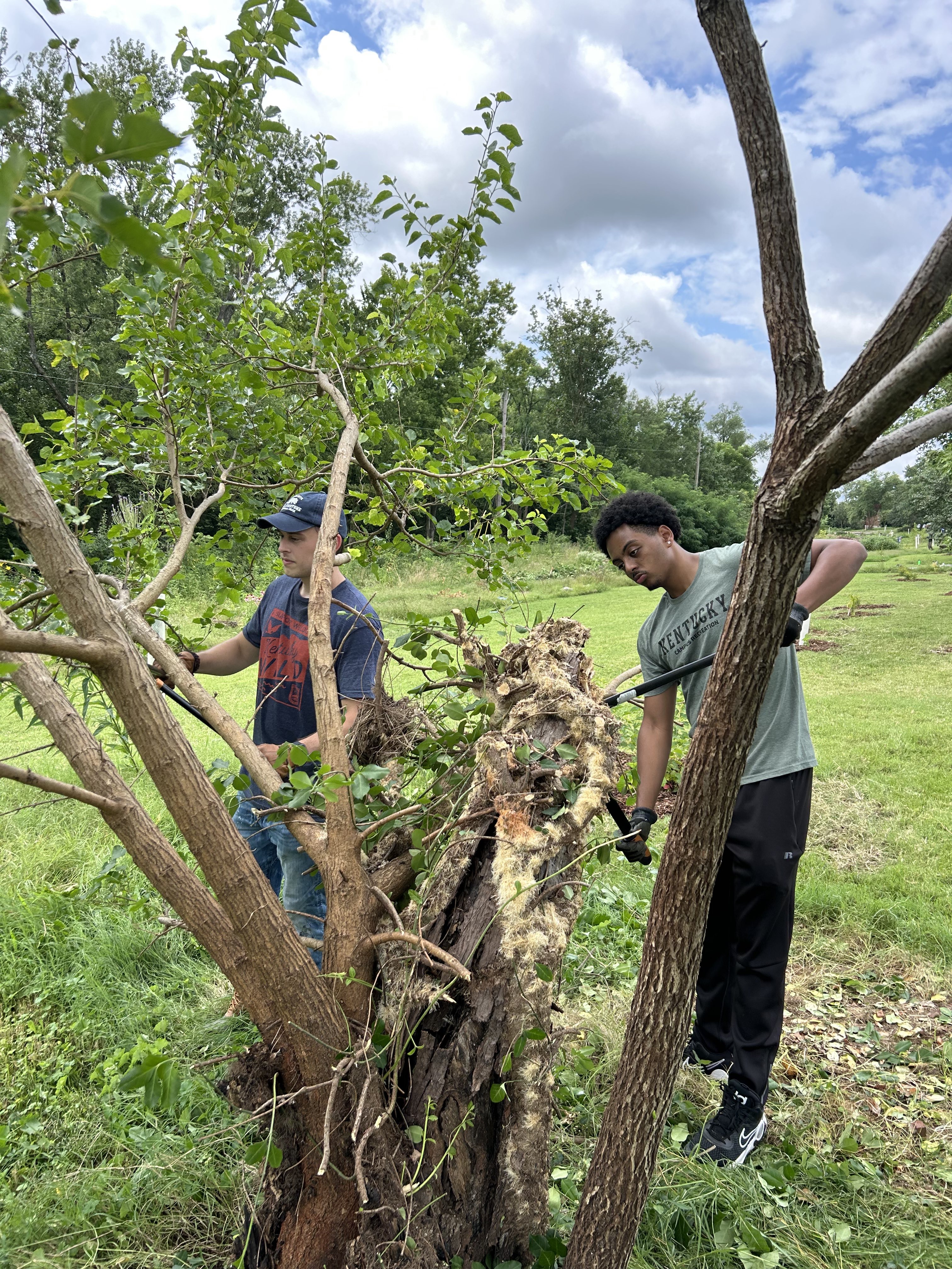 Volunteers working on a tree