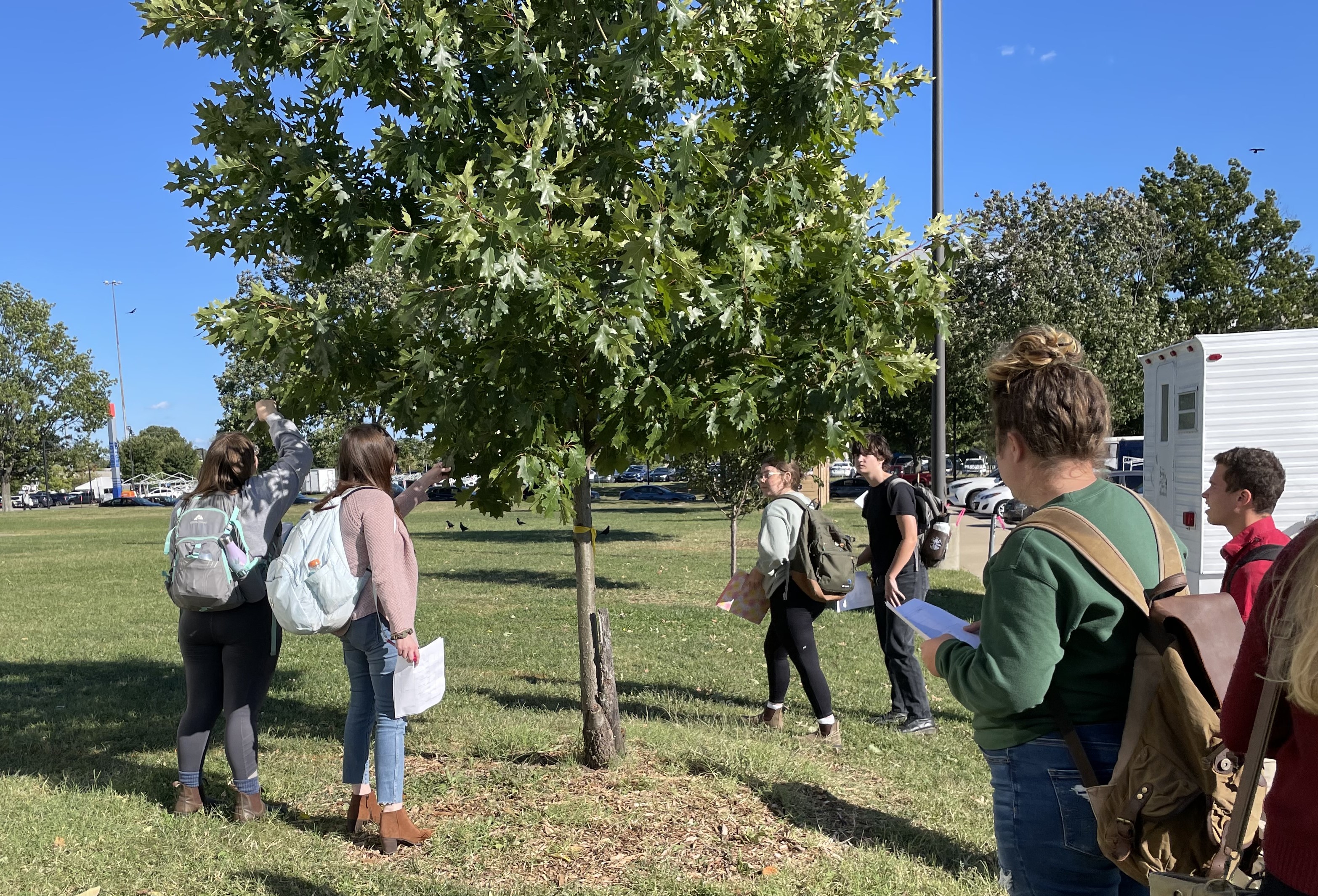 Tree health walk