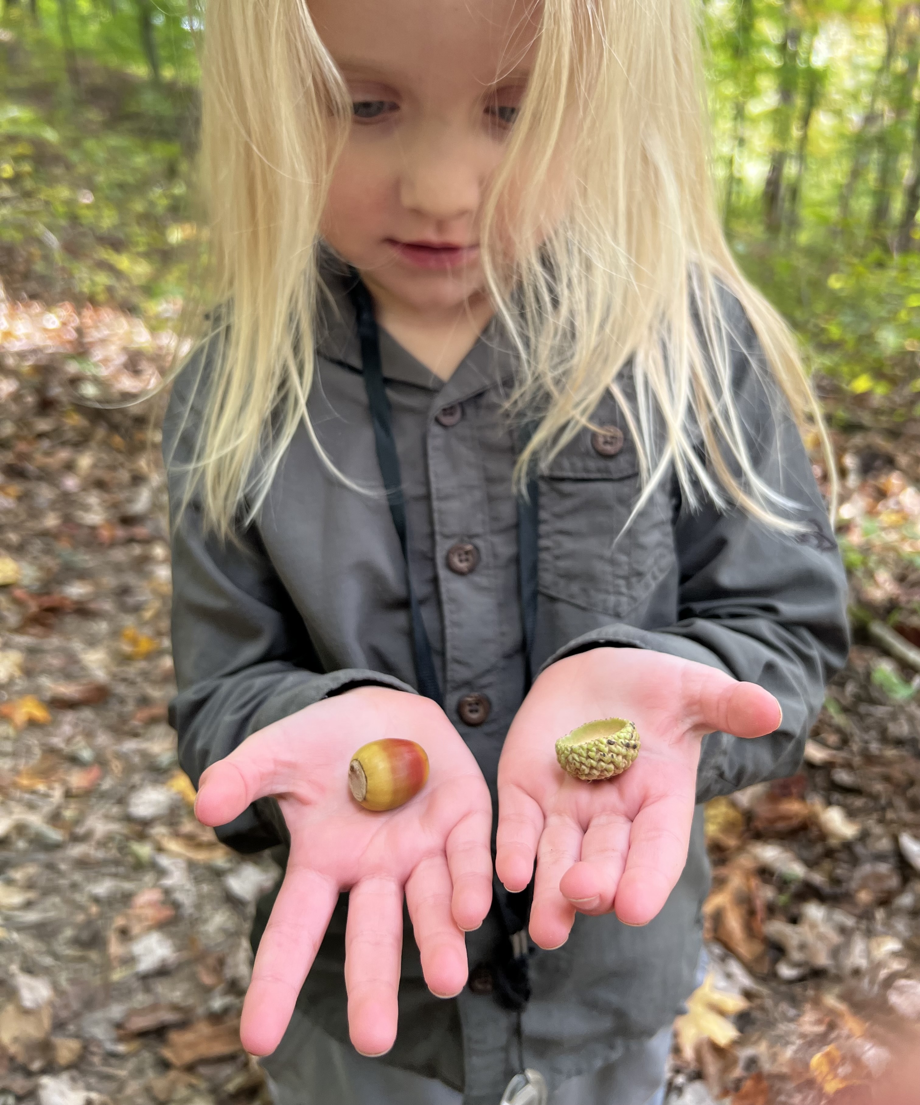 nuts about trees!