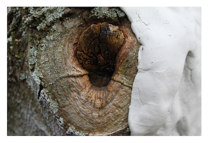 urban forestry exhibit 