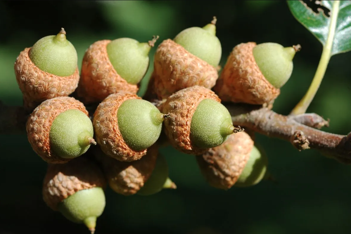 Acorns