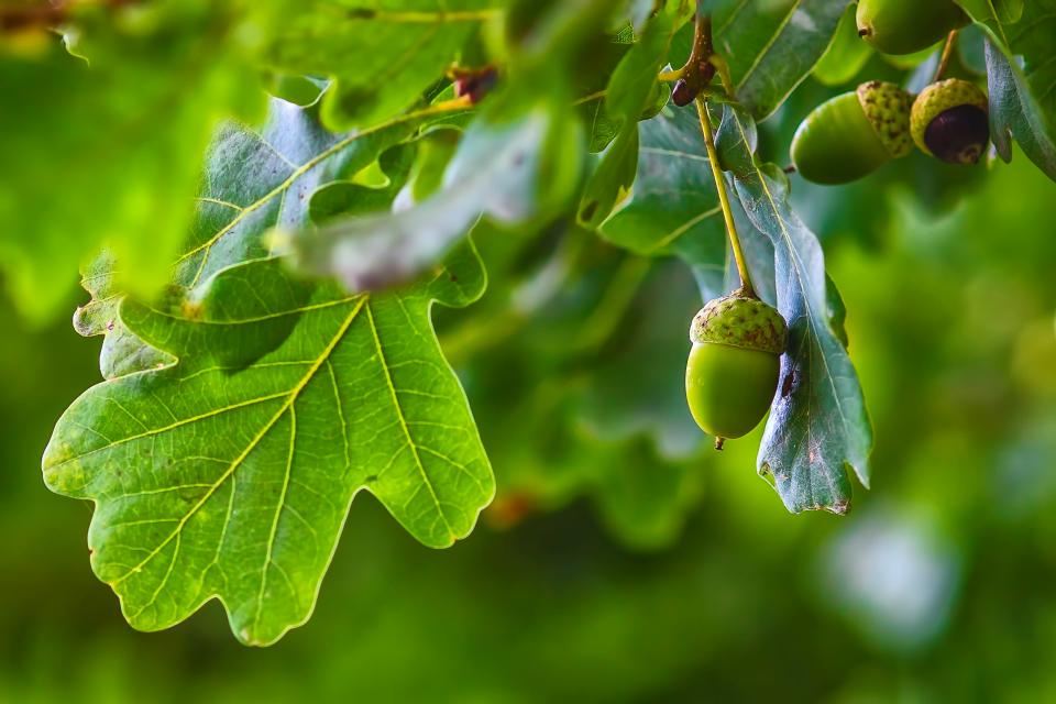 restoring nature with trees