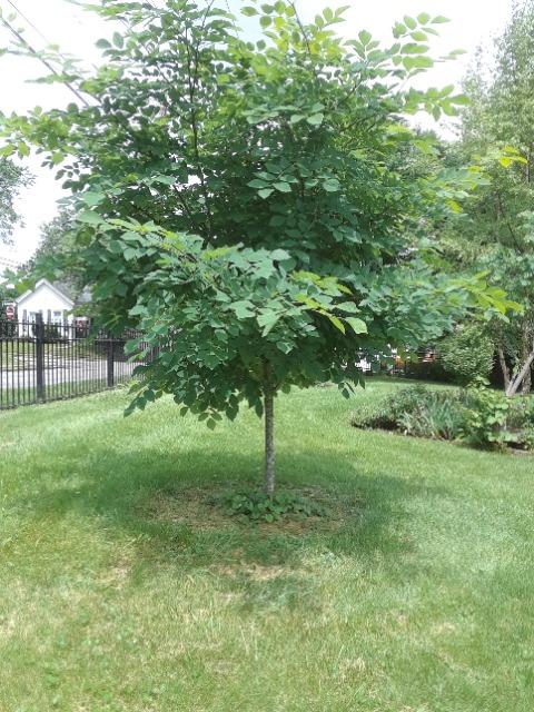 tree hunt and identification 