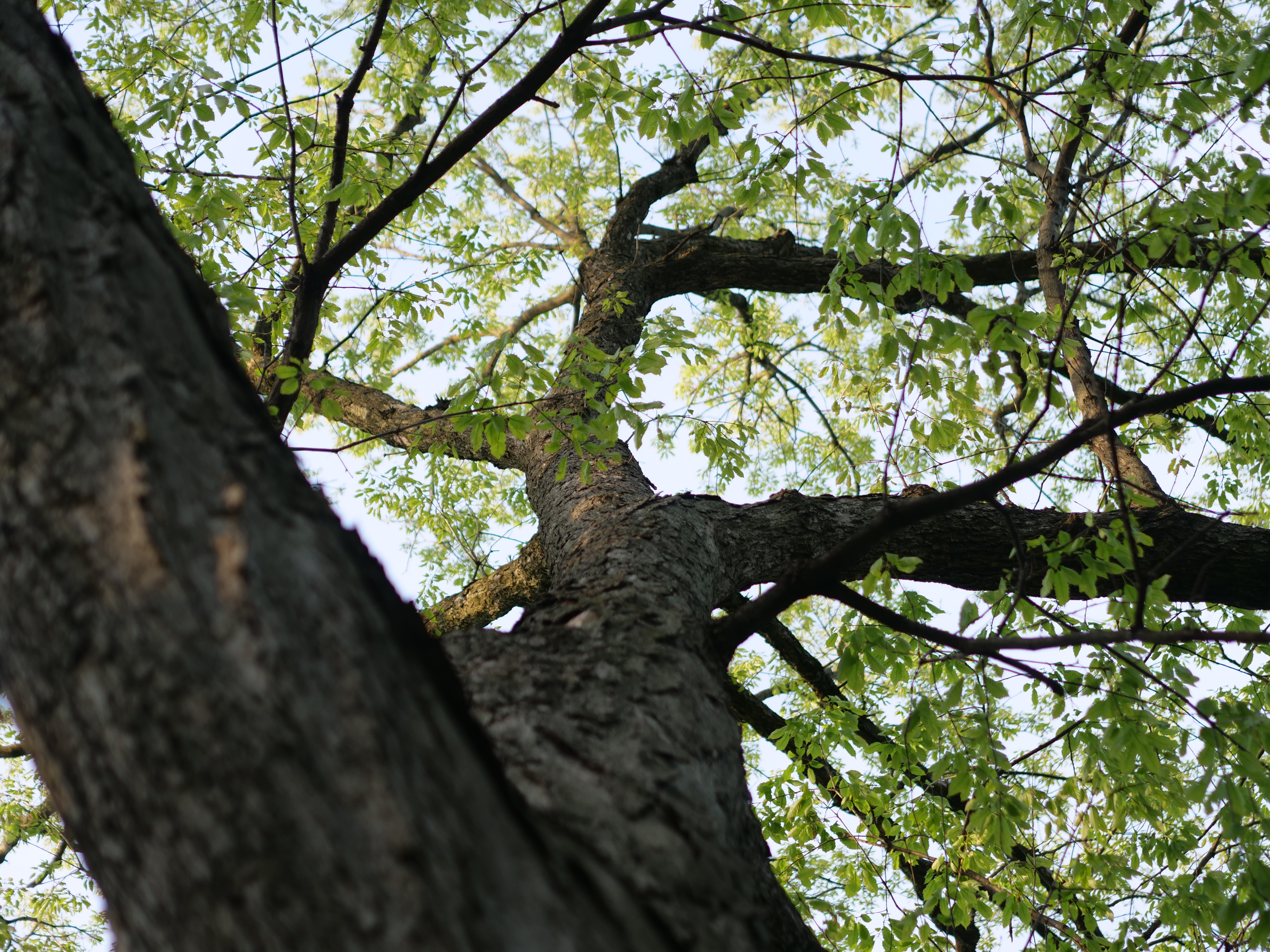 Stock tree canopy photo