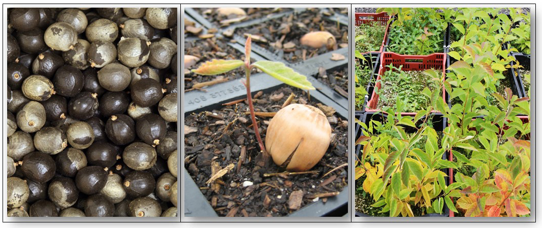 propagating native woody plants from seeds