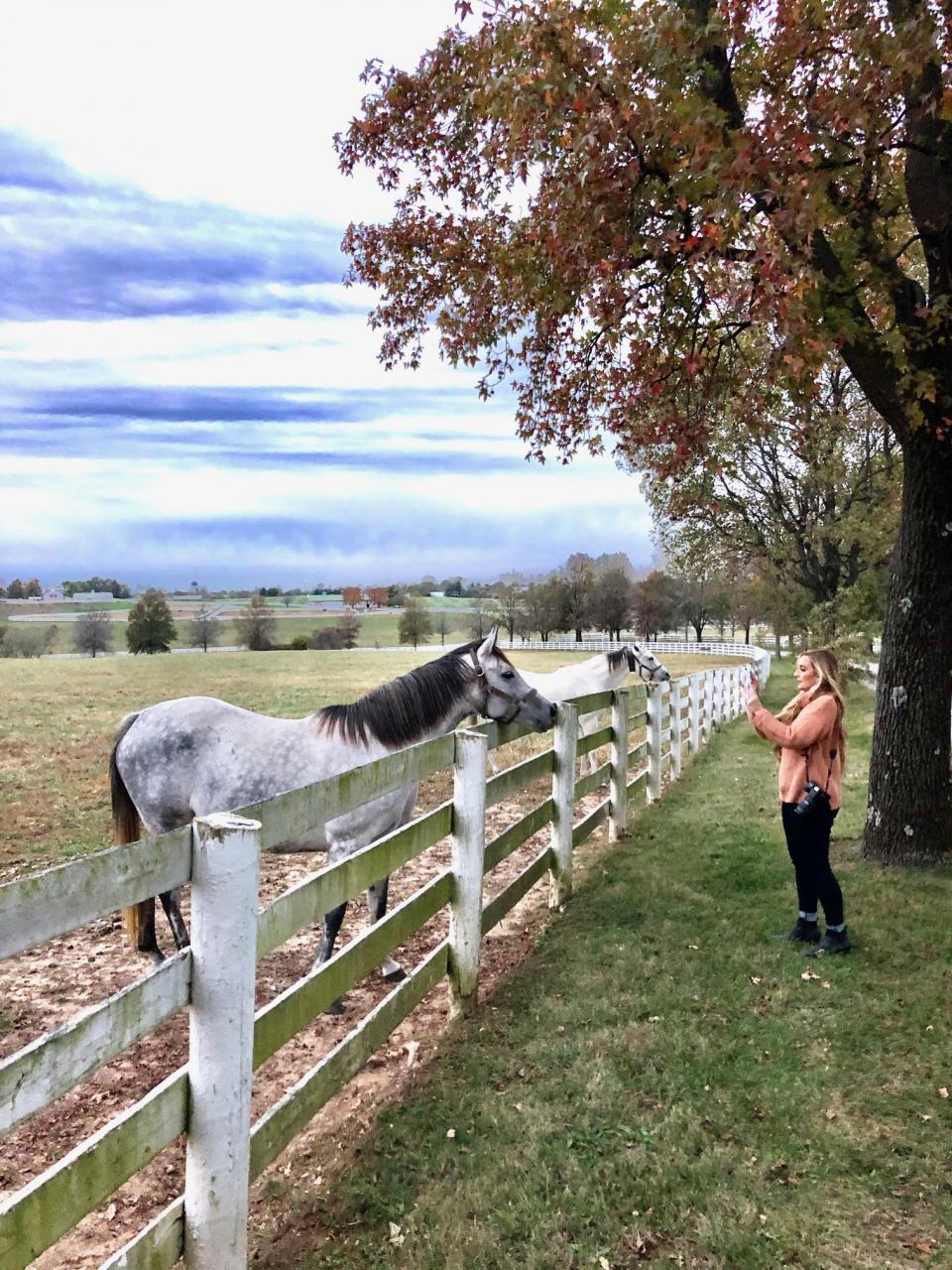 identify horse safe and pet friendly trees