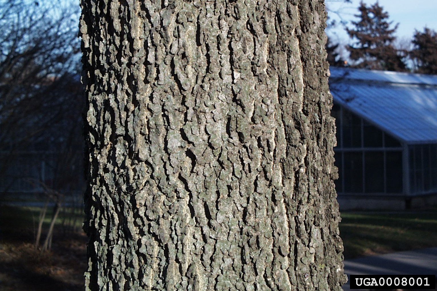 common hackberry bark