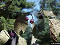 hackberry berries