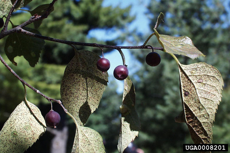 hackberry berries
