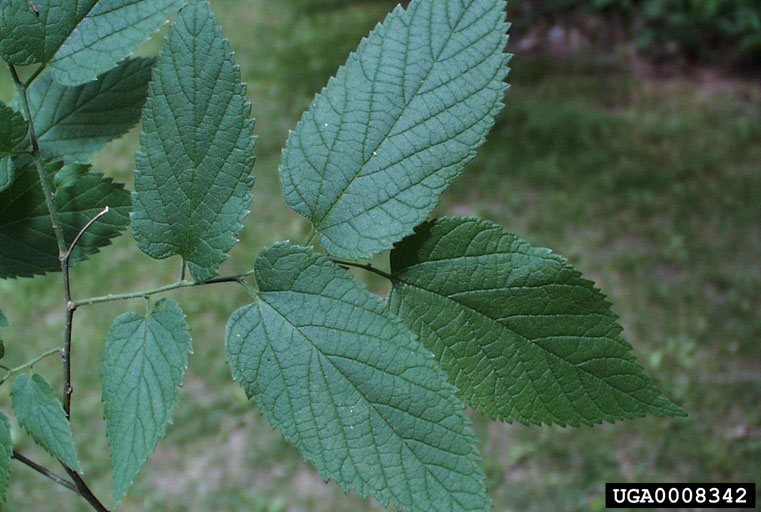 common hackberry leaves