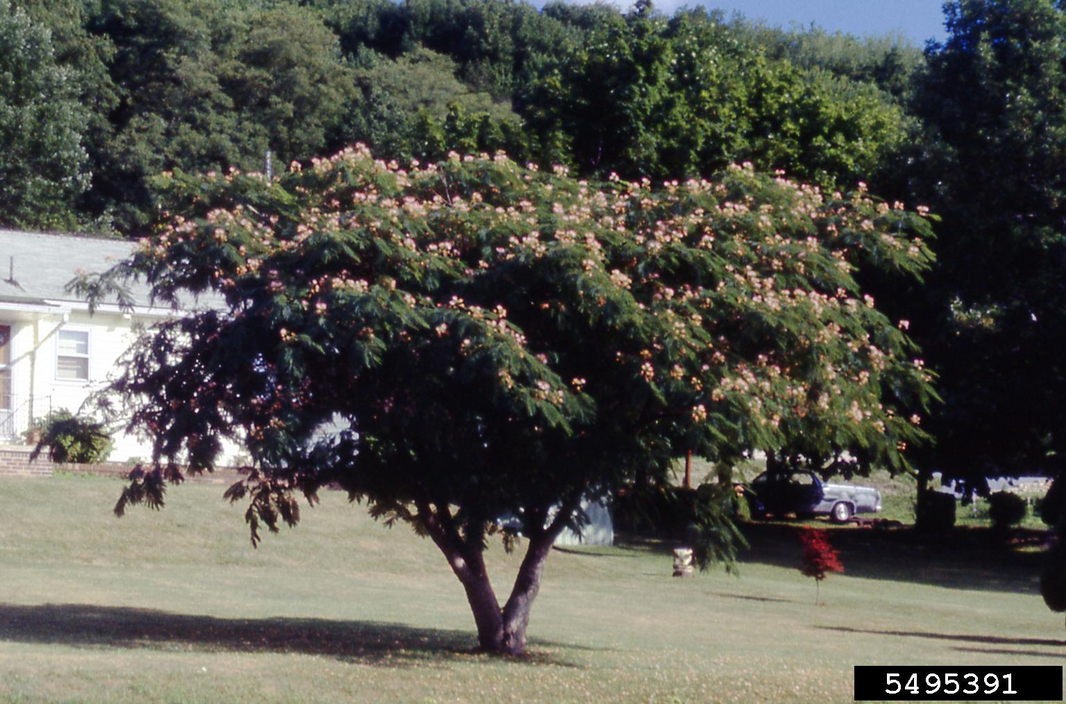 Mimosa Tree