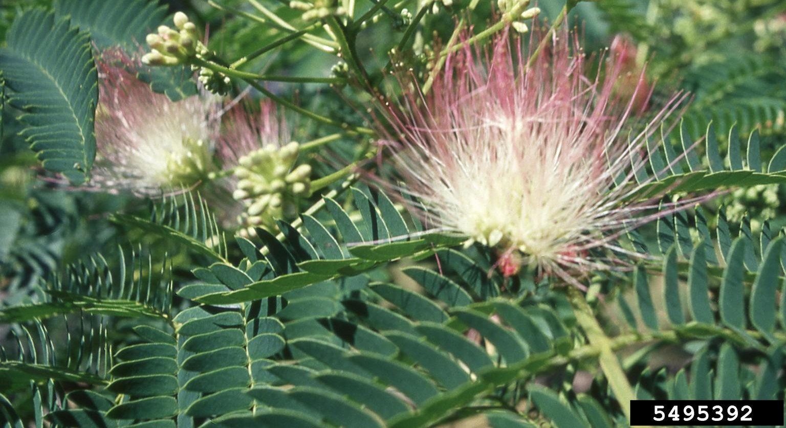Mimosa Flower