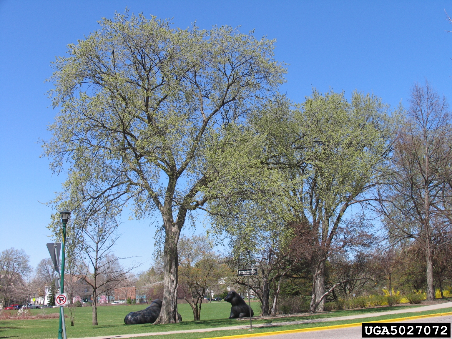 American Elm trees
