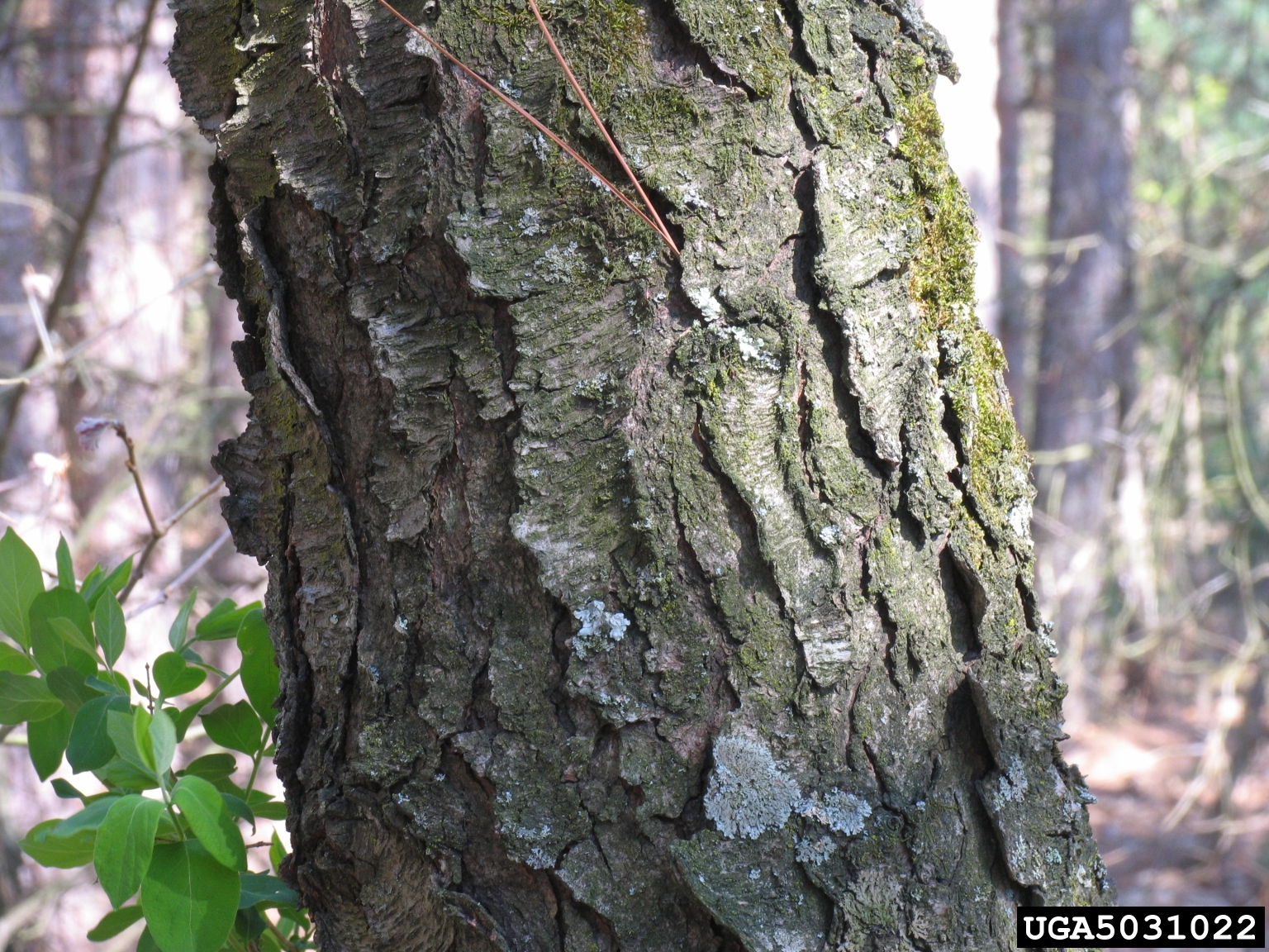Black cherry bark