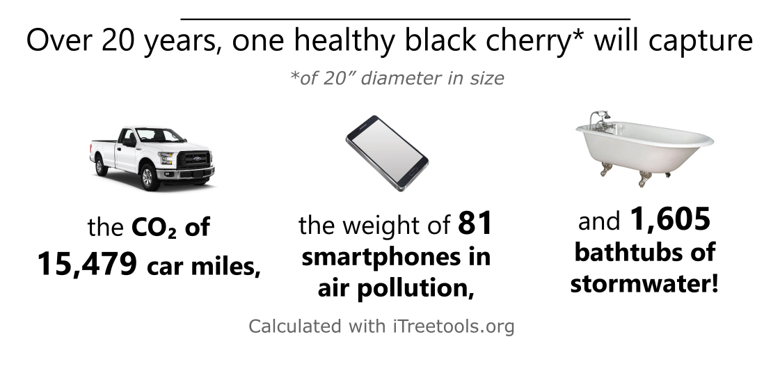 Black cherry ecological benefits