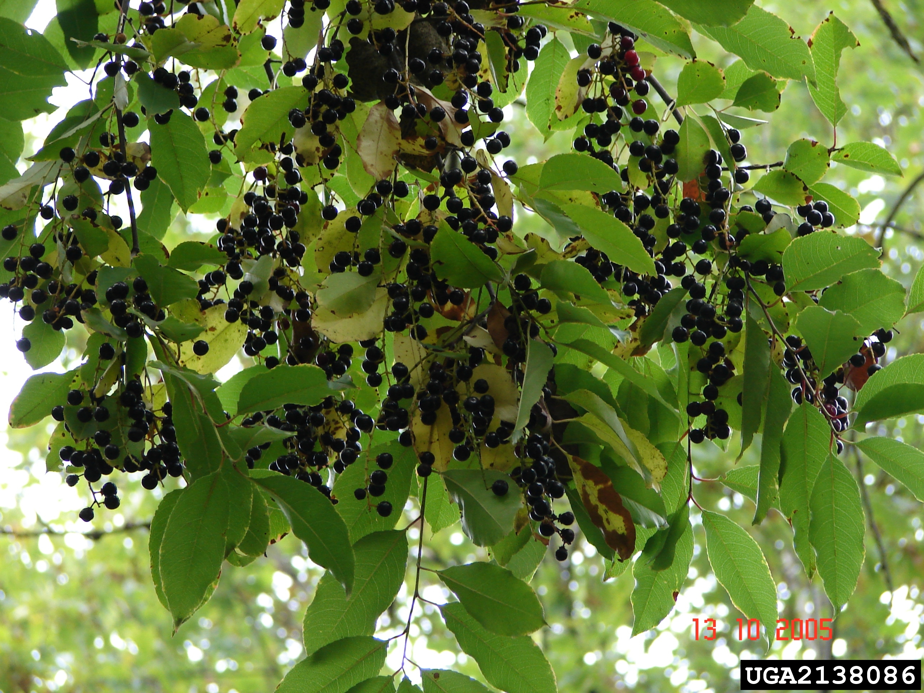 Black cherry leaves and fruit