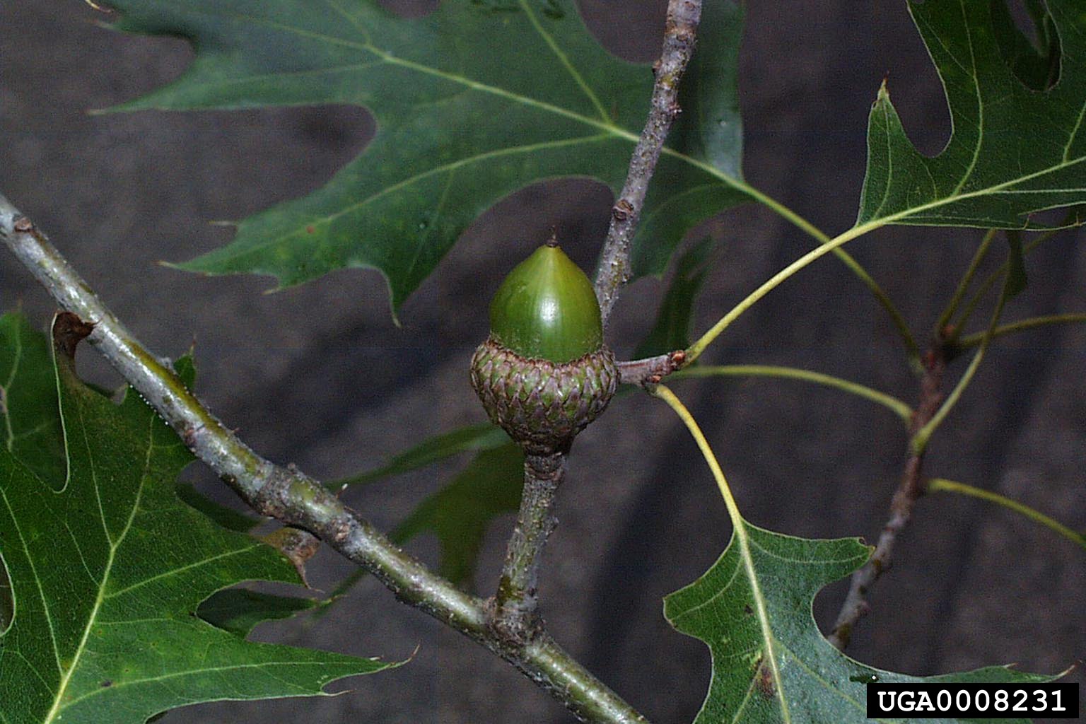 Black oak acorn amongst leaves