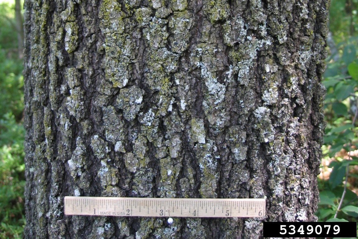 Black oak bark