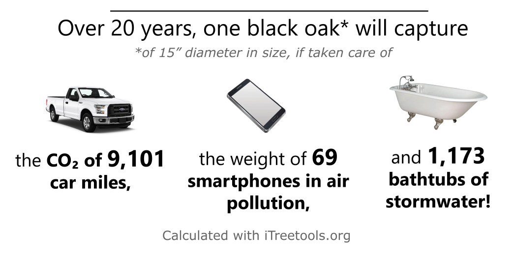 Black oak ecological benefits