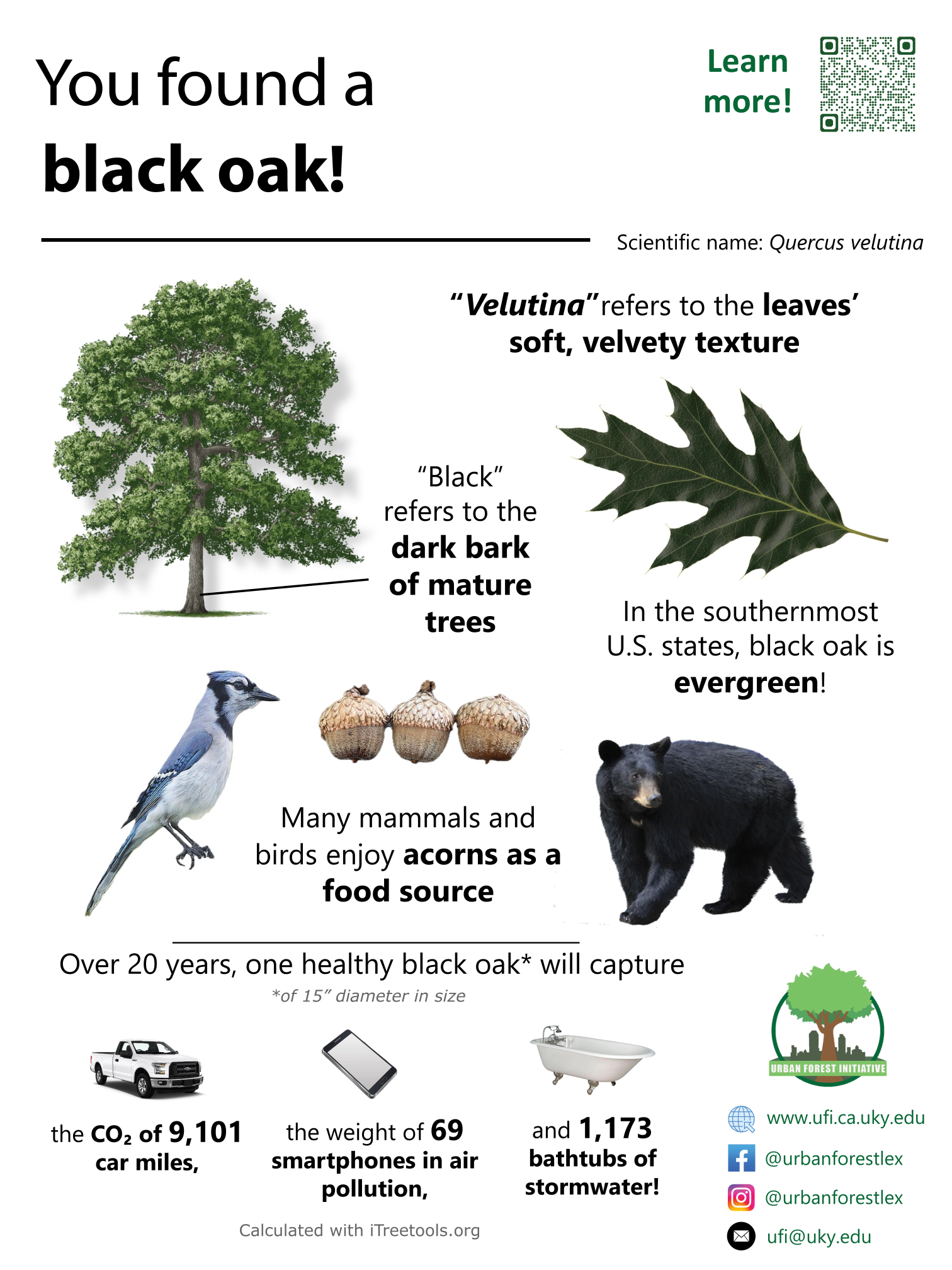 Black oak sign
