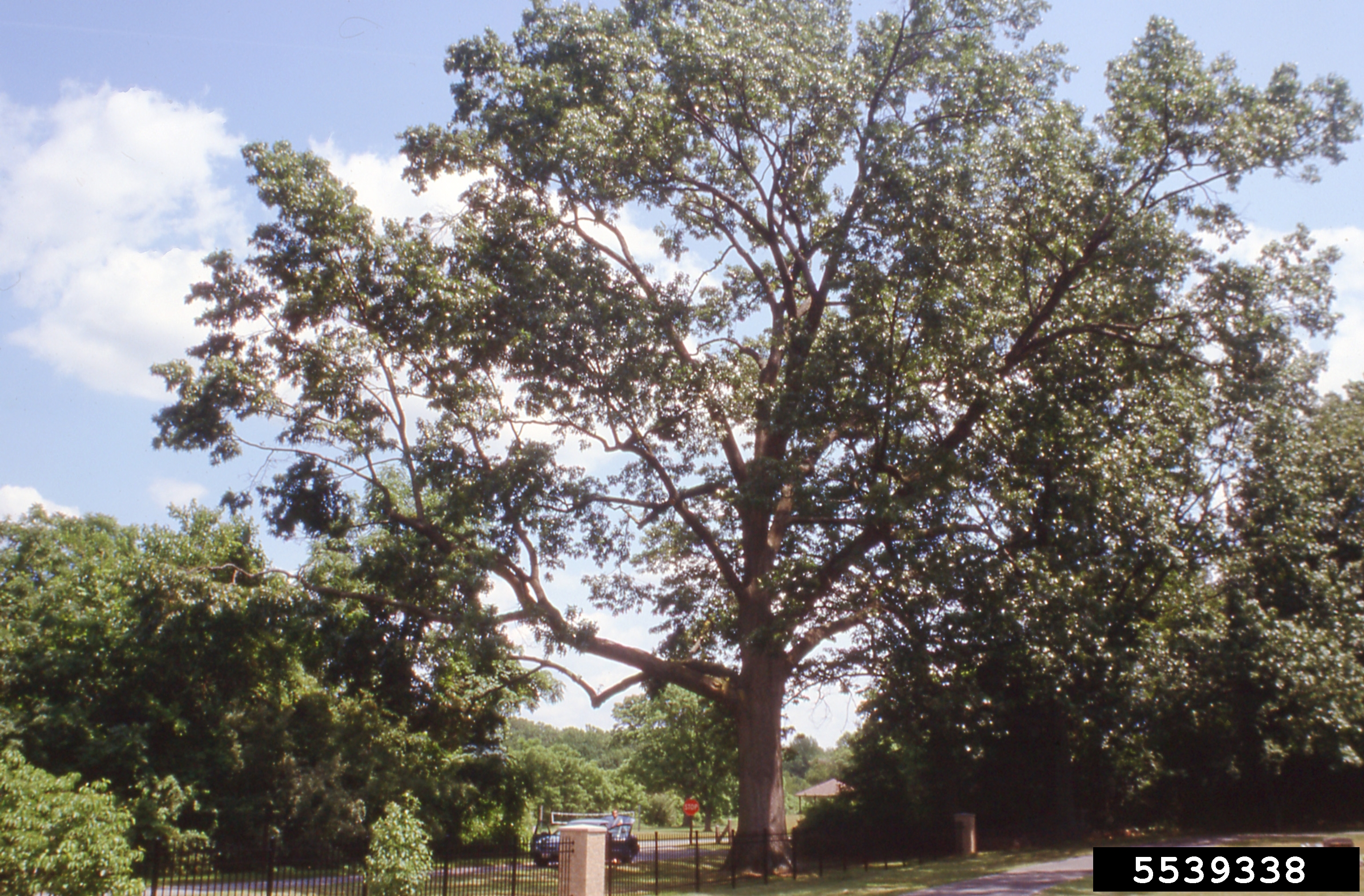 Black oak tree