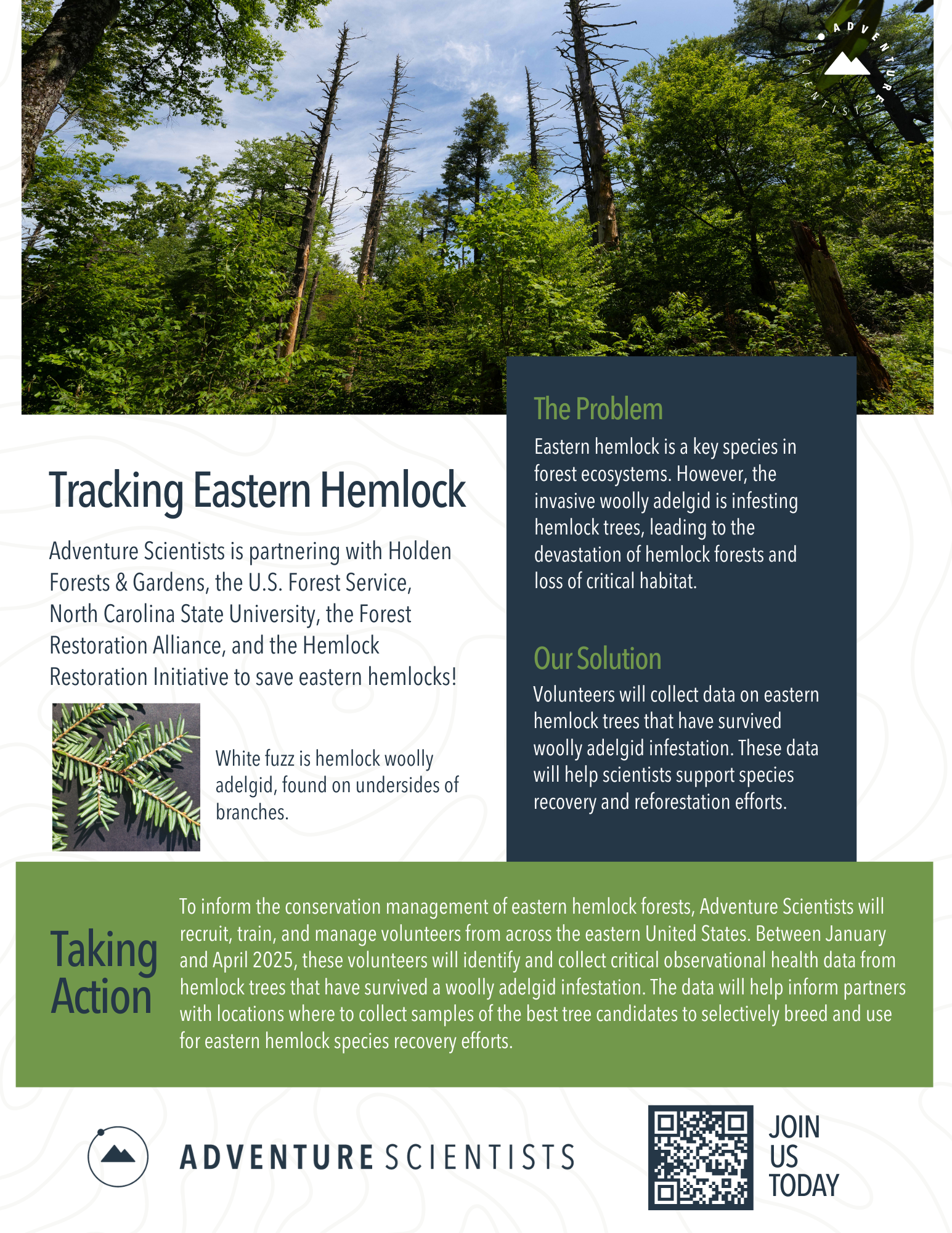 Tracking Eastern Hemlock flyer