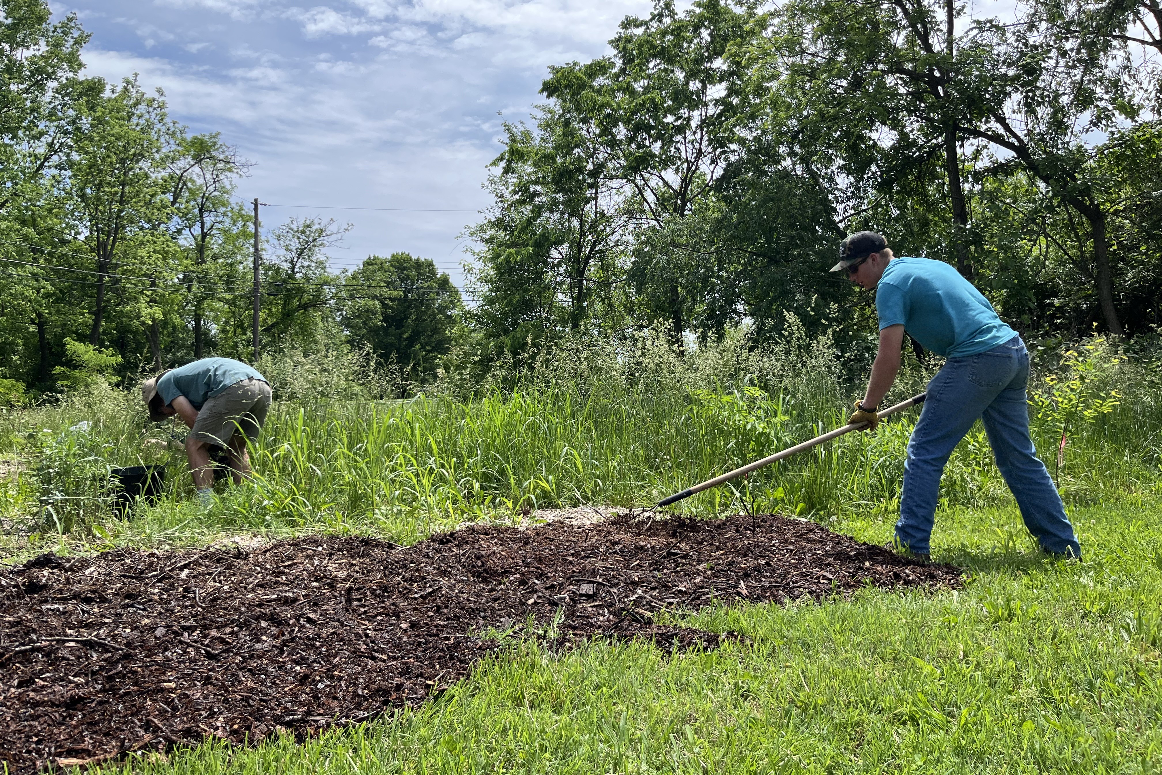 Volunteer spreading mulch