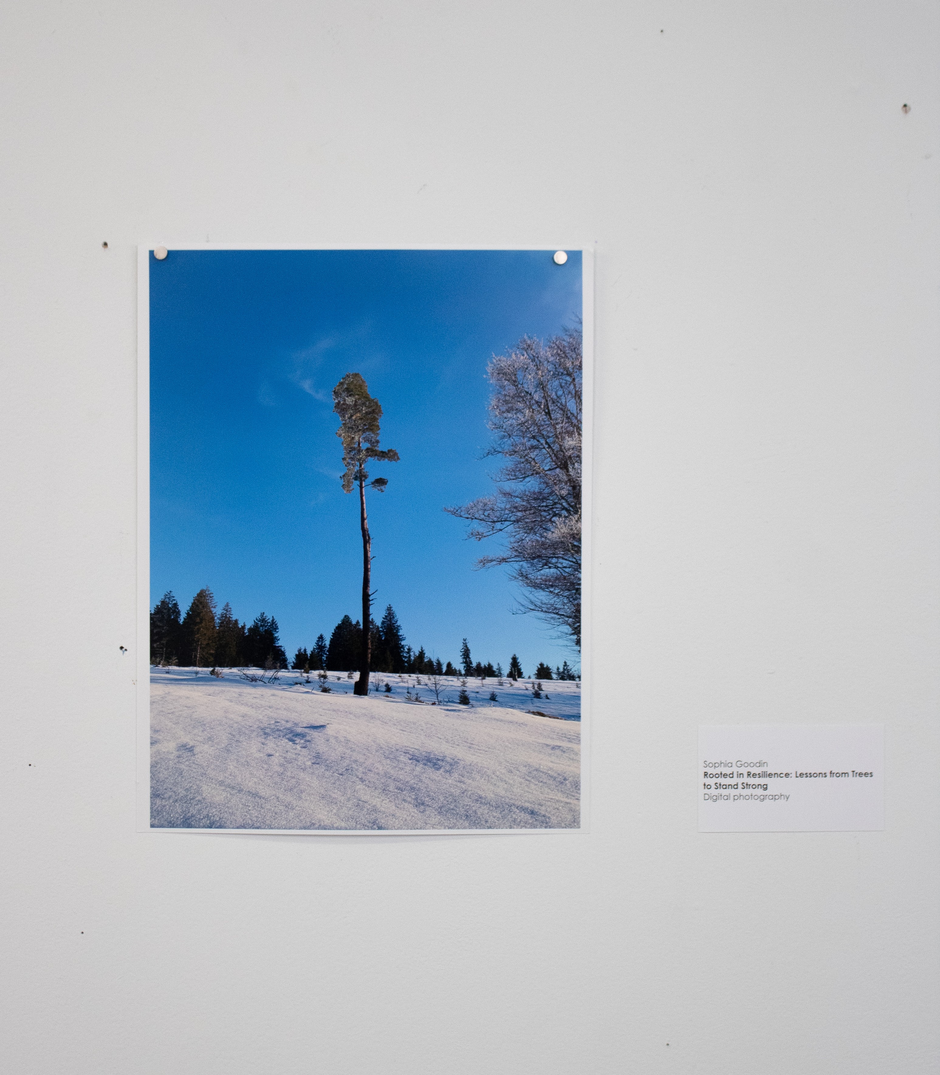 Rooted in Resilience: Lessons from Trees to Stand Strong by Sophia Goodin