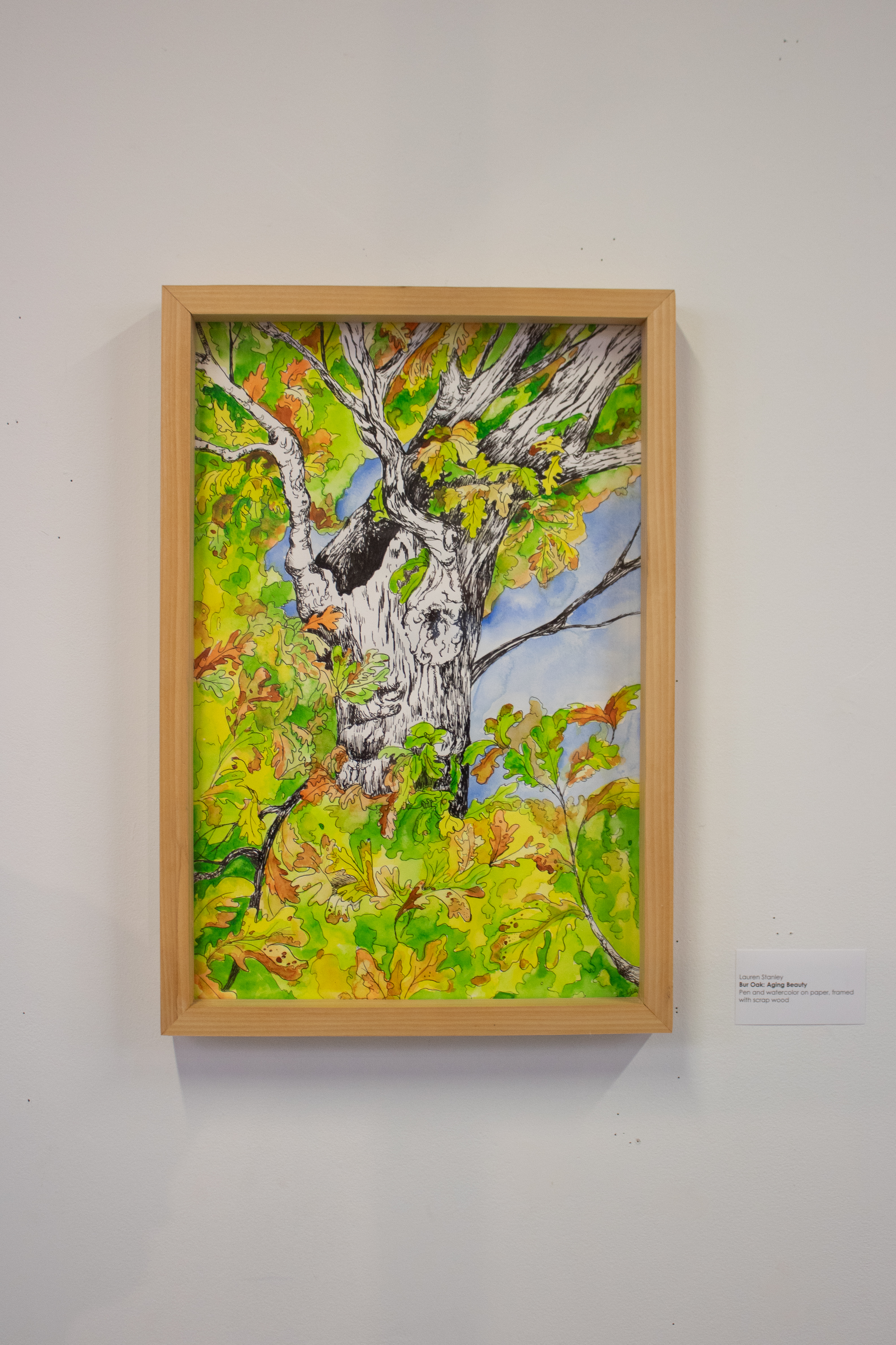 Bur Oak: Aging Beauty by Lauren Stanley