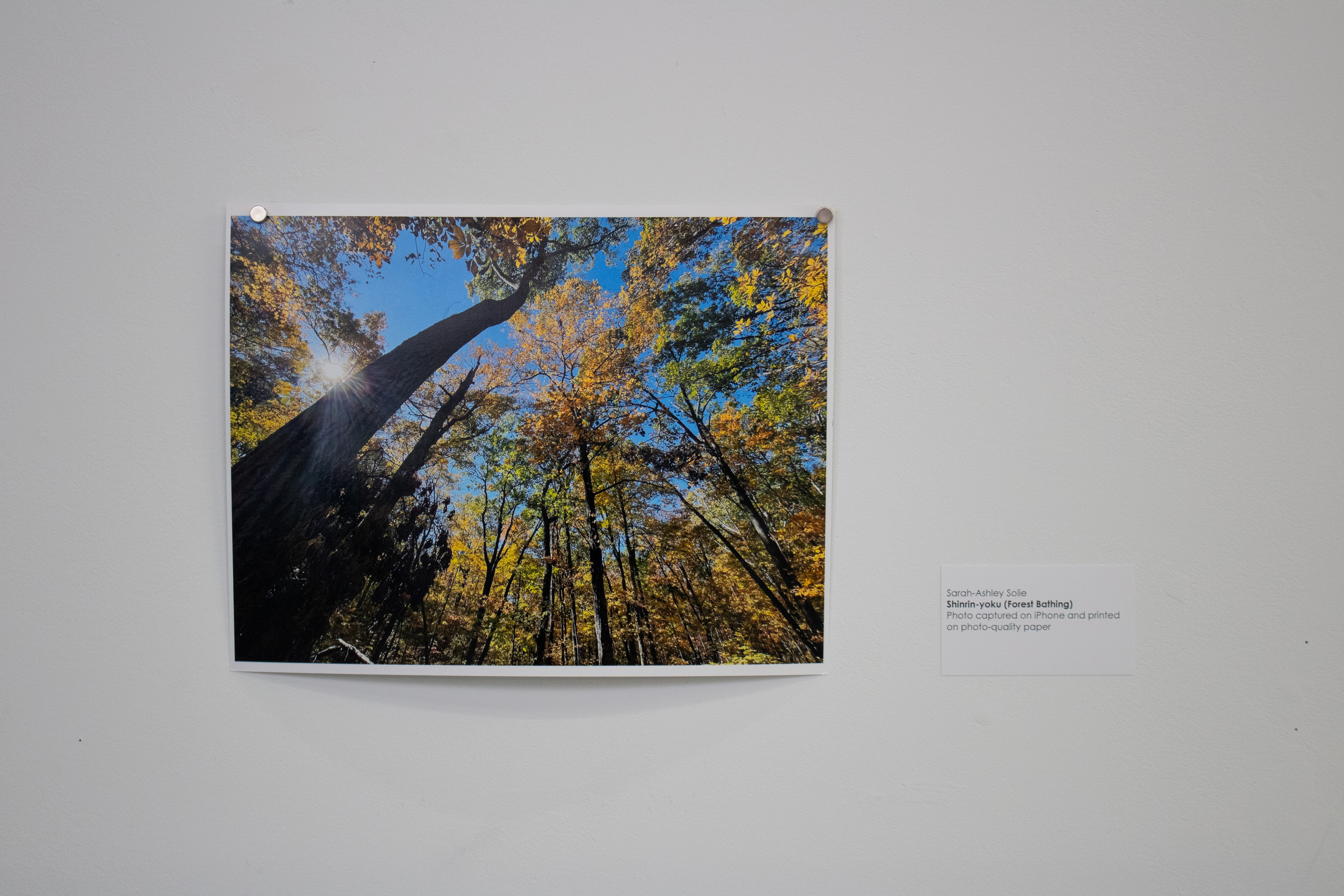 shinrin-yoku (Forest Bathing) by Sarah-Ashley Solie
