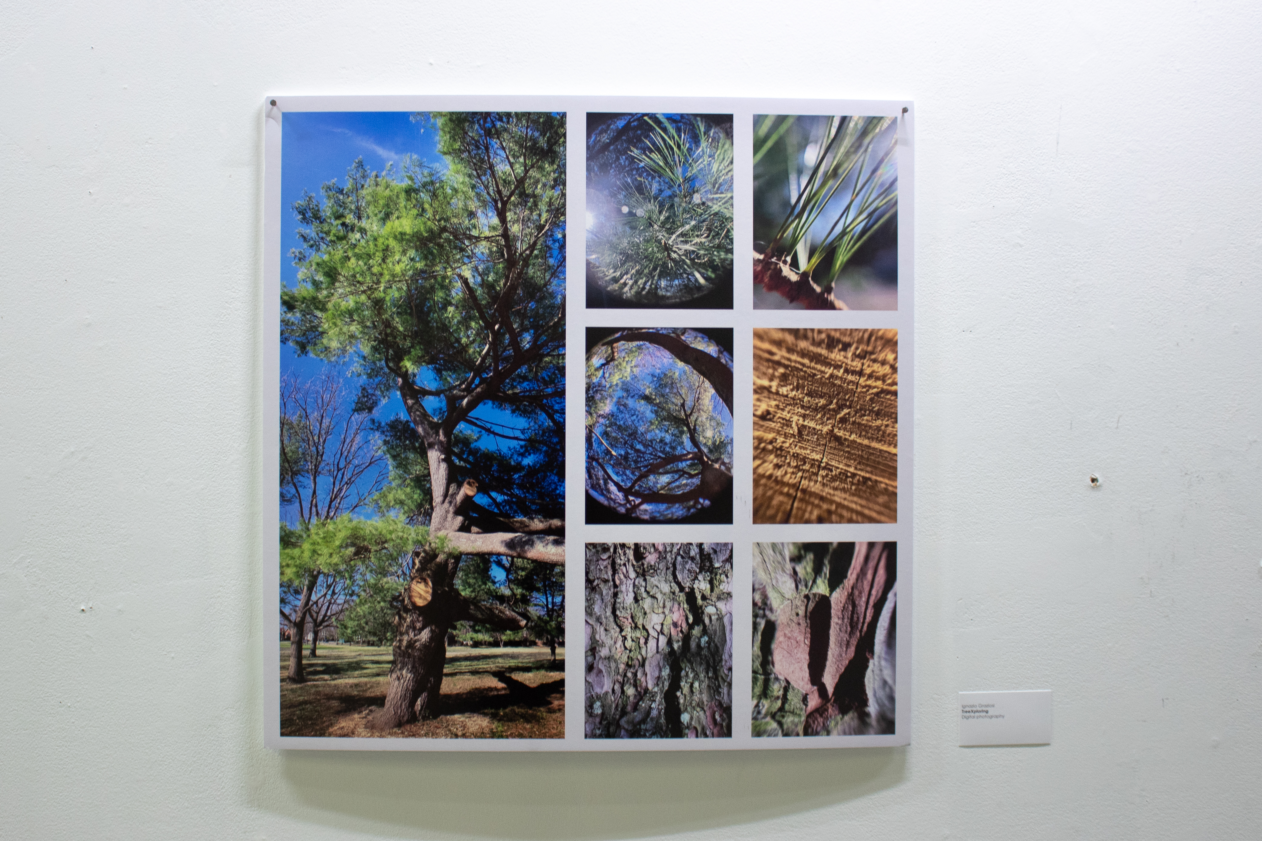 TreeXploring by Ignazio Graziosi