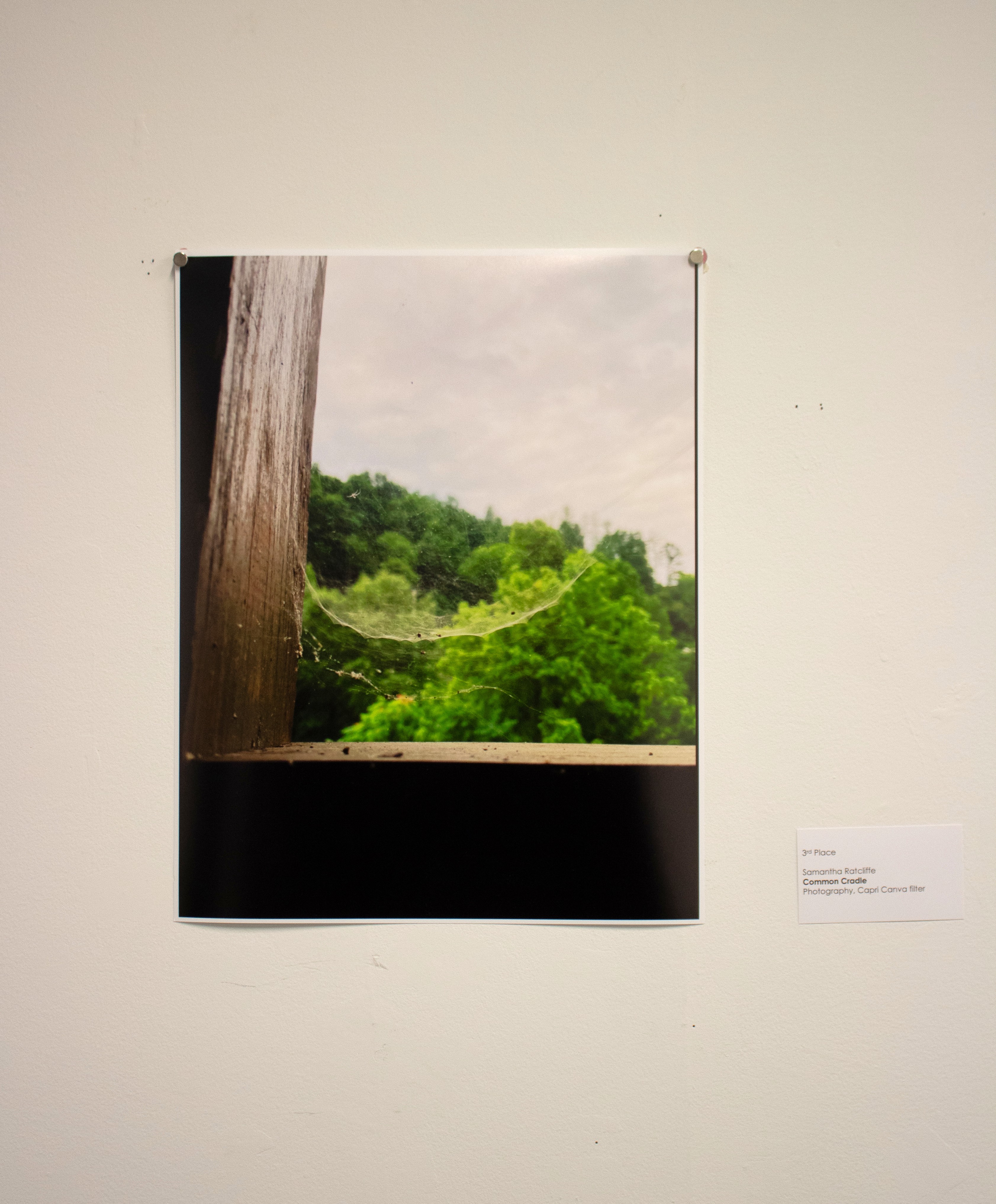 Common Cradel by Samantha Ratcliffe