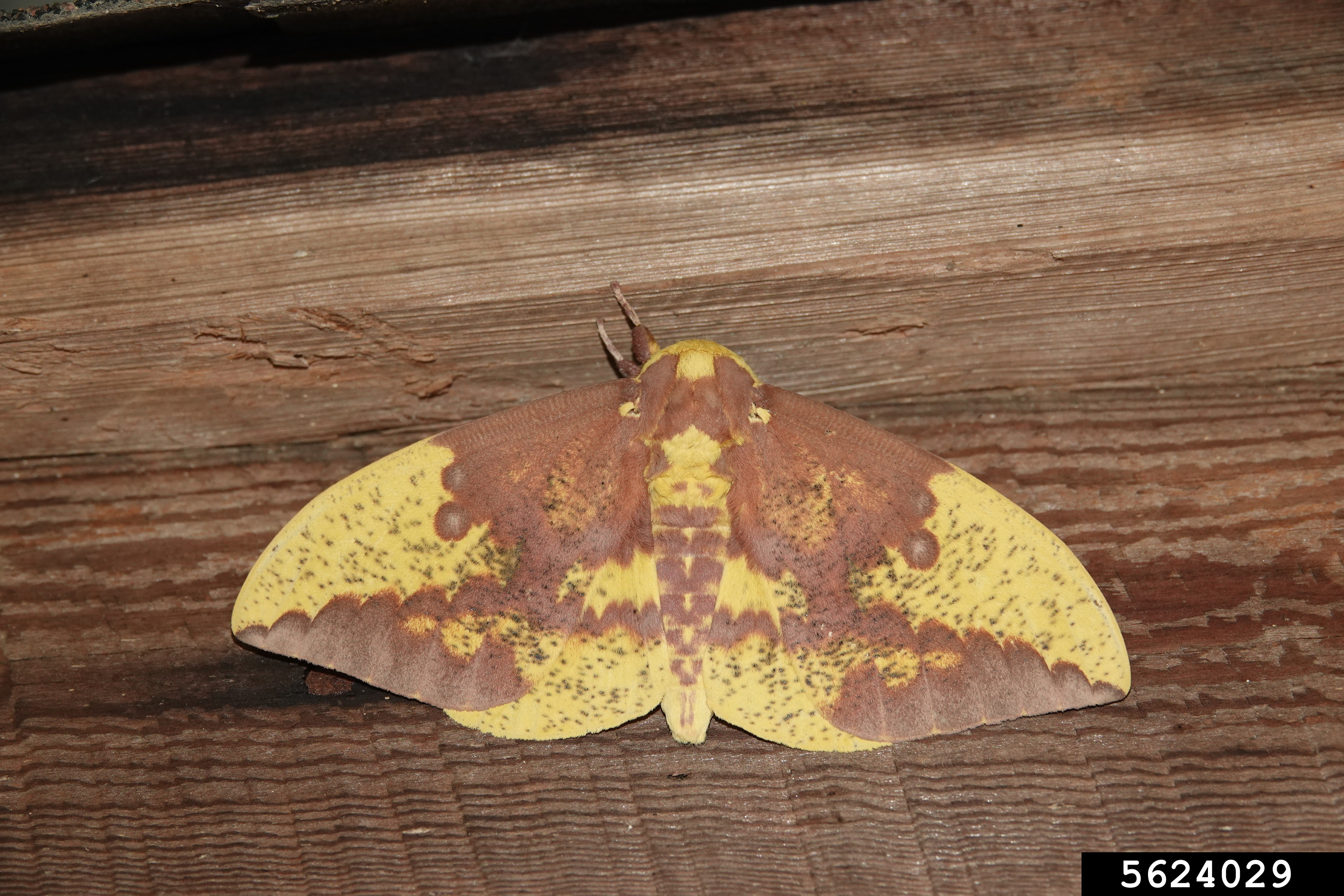 Imperial moth