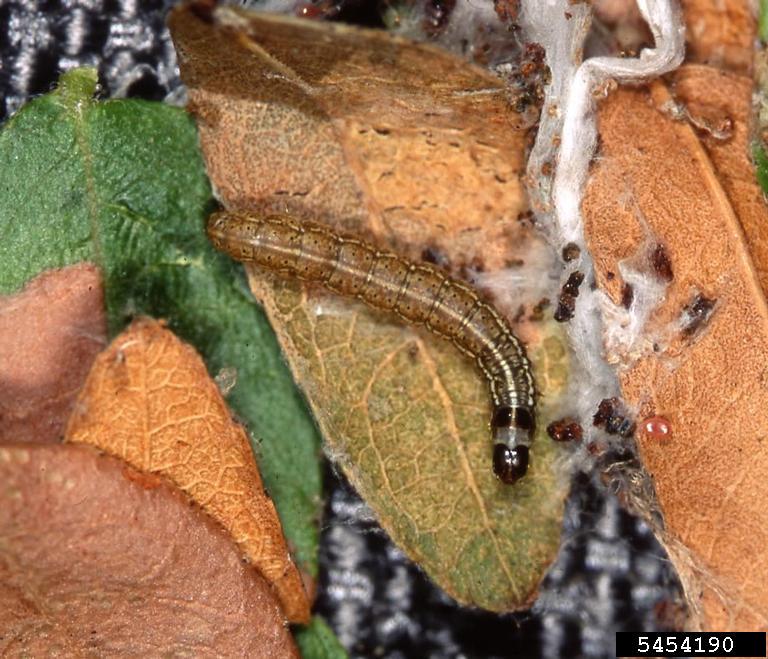 Mimosa webworm