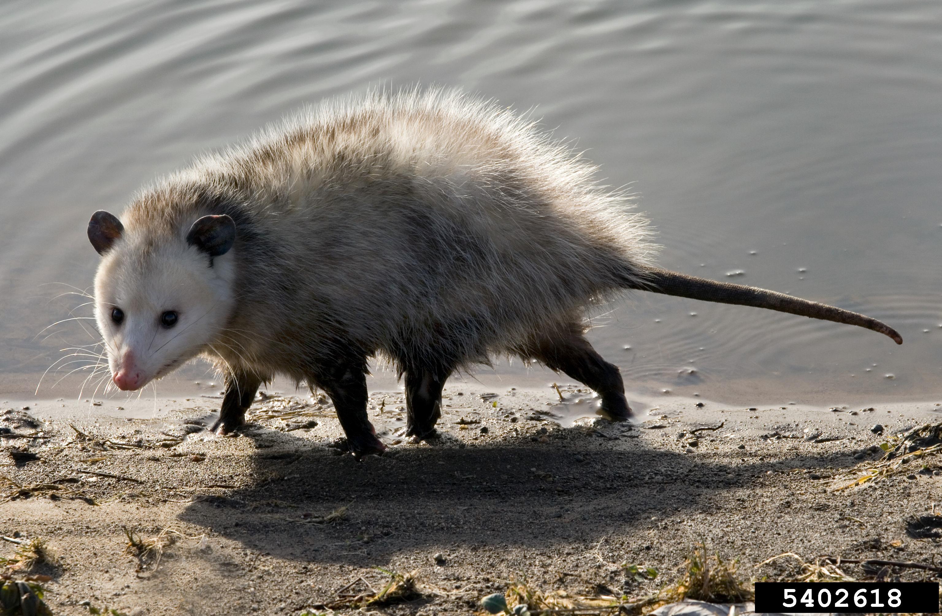 Opossum