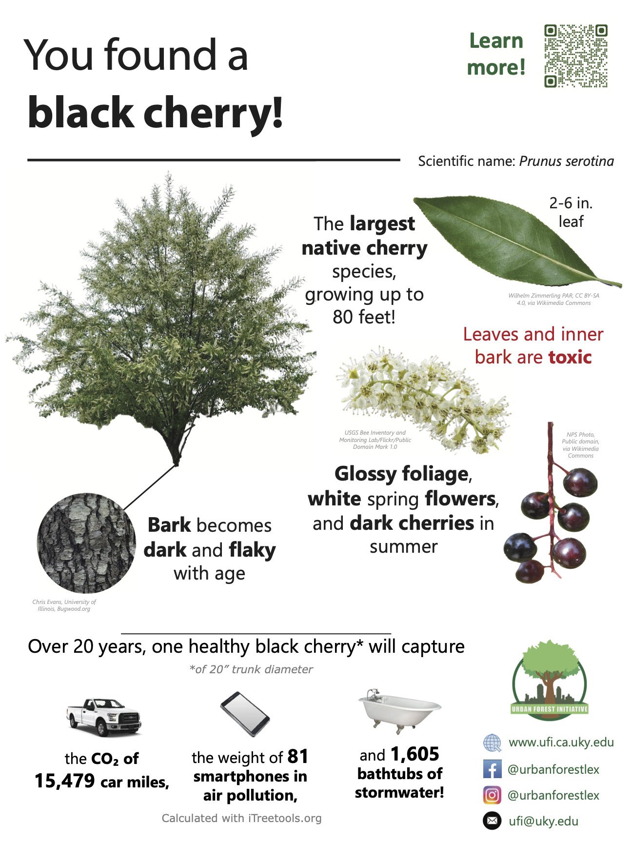 black cherry sign