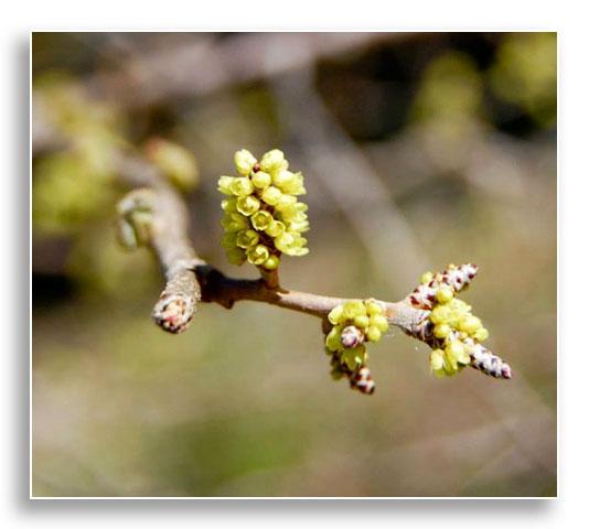 Flowers of aromatic sumac