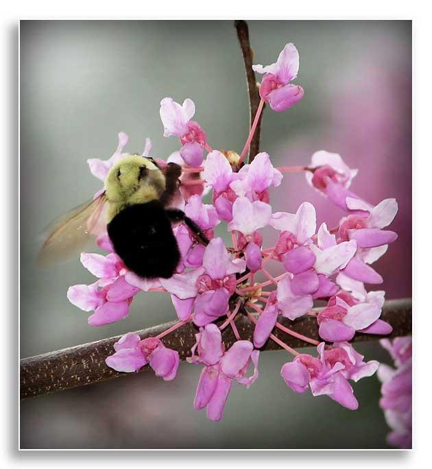 A bumblebee collects nectar from a Redbud tree at Buckhorn Lake, Buckhorn, Kentucky.