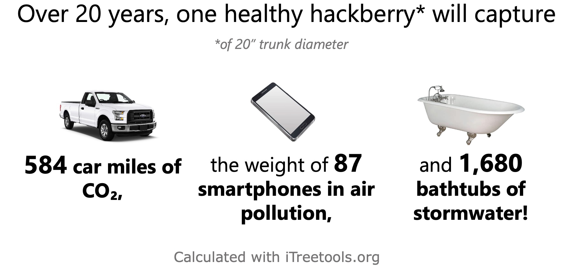 common hackberry benefits