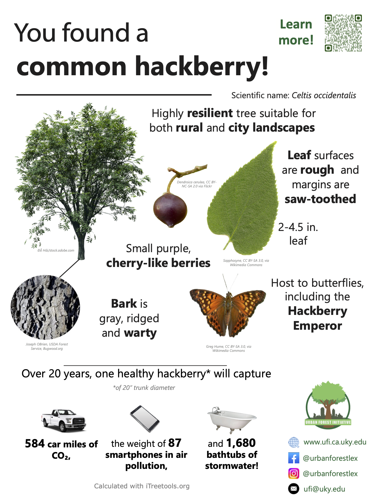 common hackberry sign