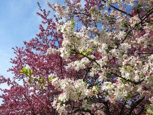 Crabapple flowers