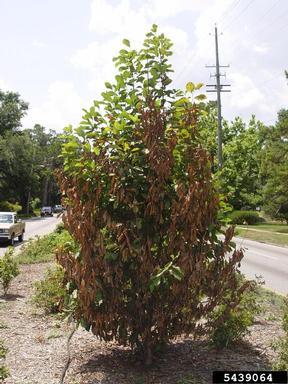 Tuliptree scale damage