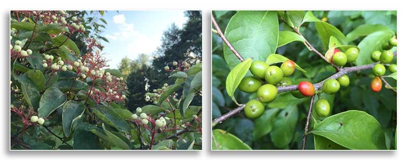 (Left) Berries of the rough-leaf dogwood (Cornus drummondii); (Right) Spicebush (Lindera benzoin) berries ripening in the last weeks of August