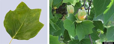 Tulip poplar leaf